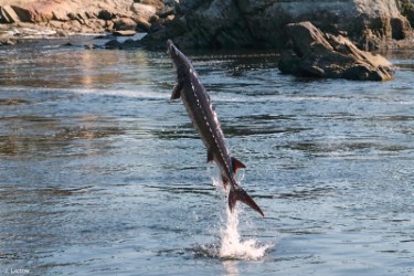 Small Atlantic sturgeon jumping in the Androscoggin River.