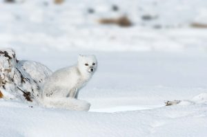 Arctic Foxes in a Changing Environment