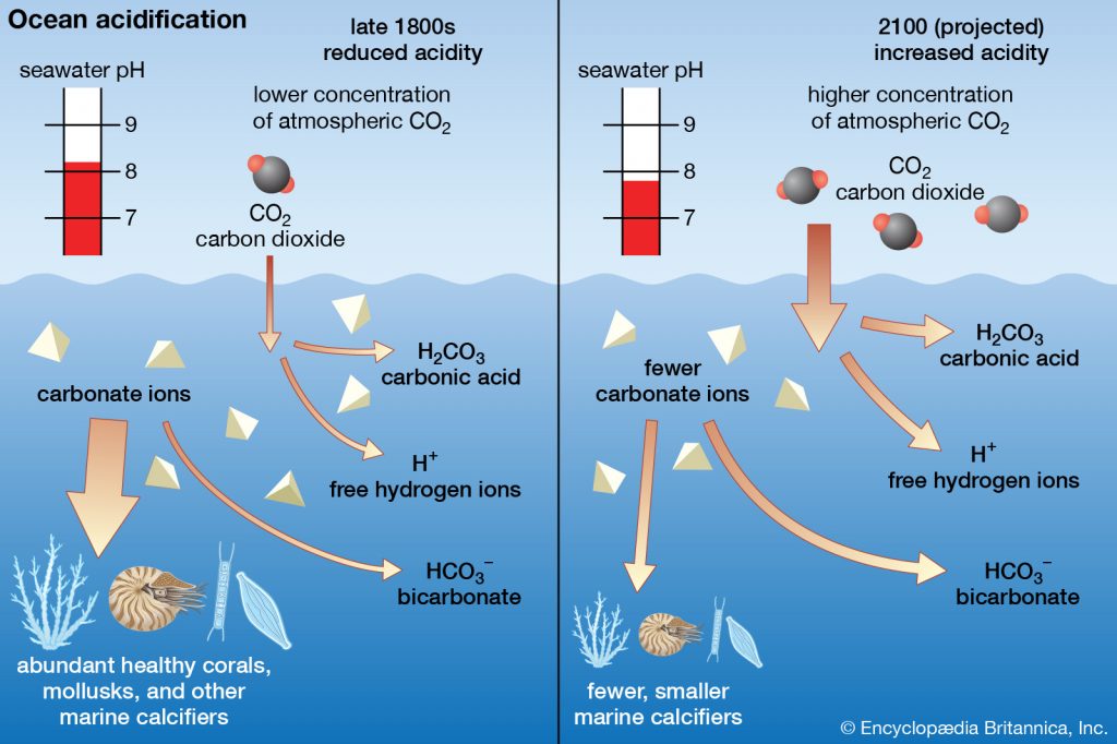 ocean-acidification-in-the-arctic-managing-the-effects-of-climate-change