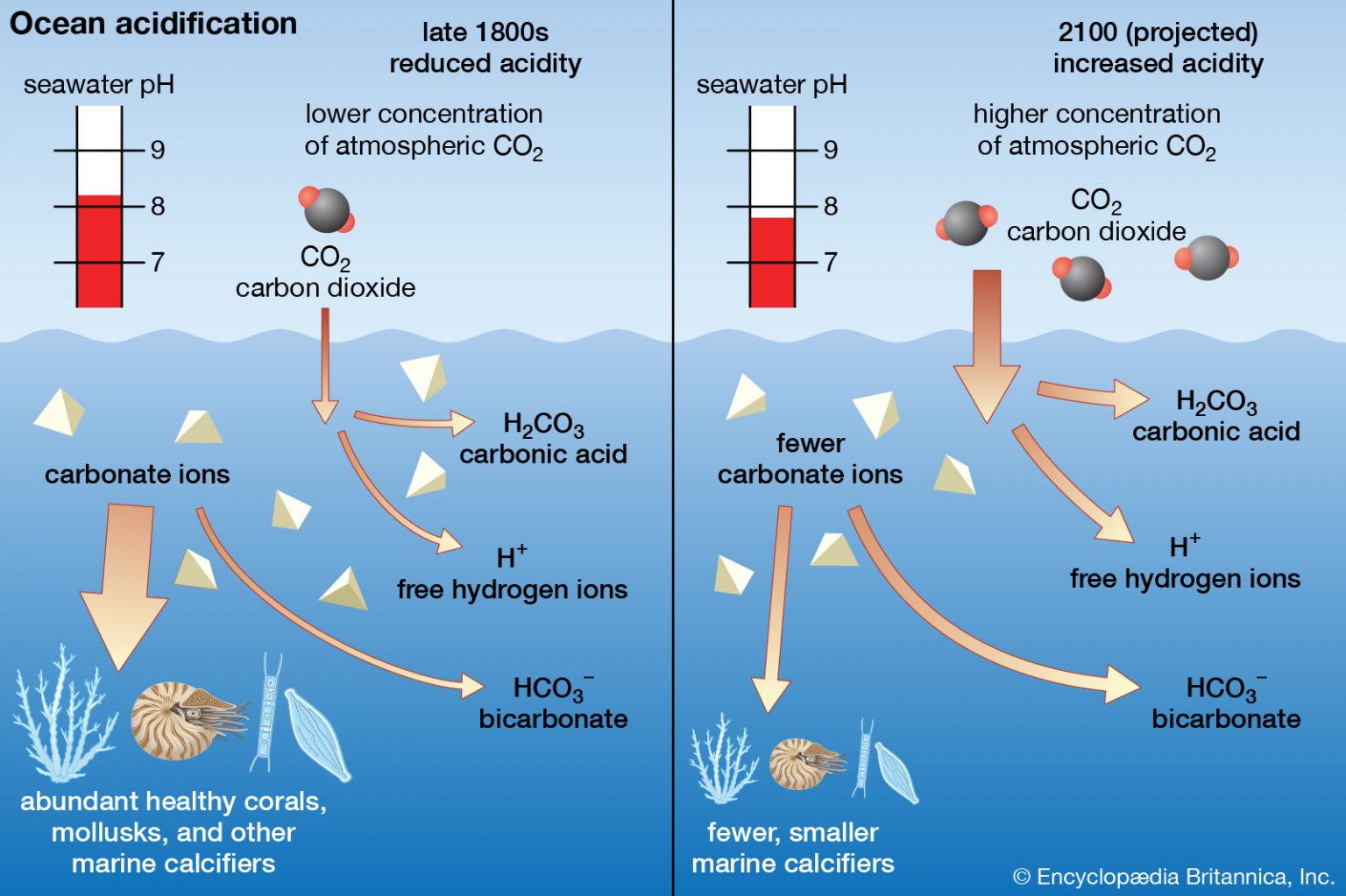 Ocean Acidification in the Arctic – Managing the Effects of Climate Change