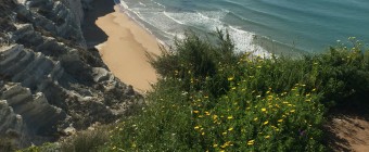 First Taste of the South Coast