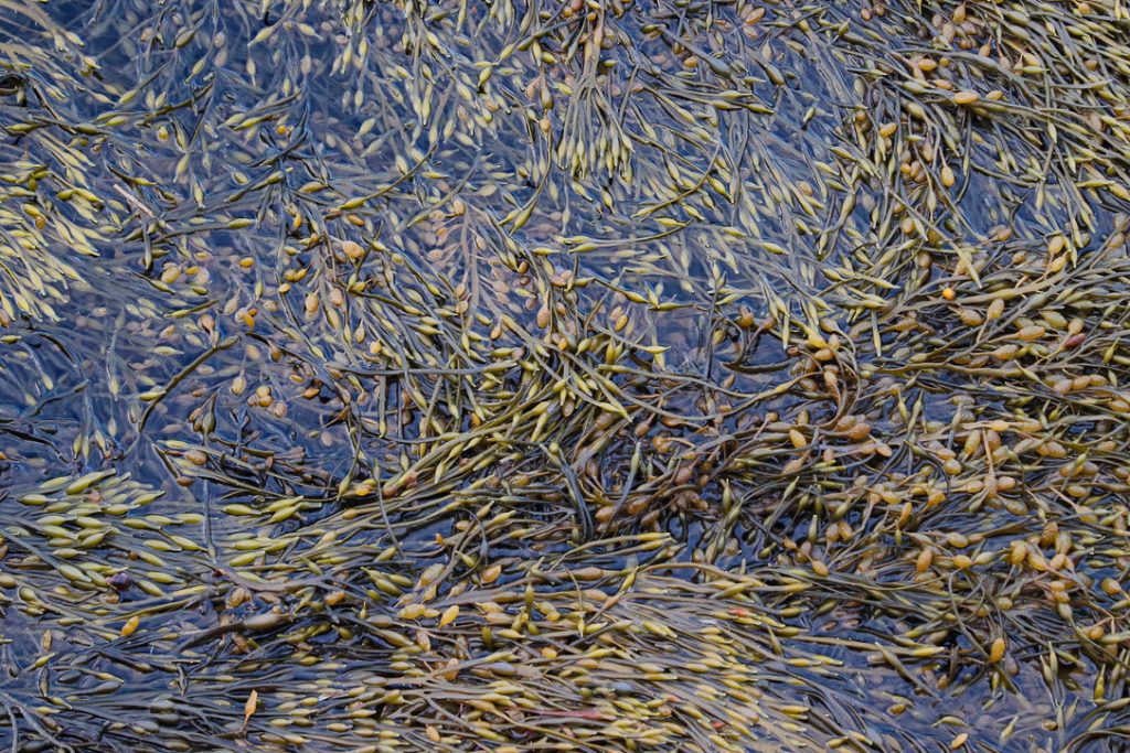 “Texture 5”. Land’s End, Bailey Island, Maine. Seaweed in water. Digital photograph. Dimensions variable.