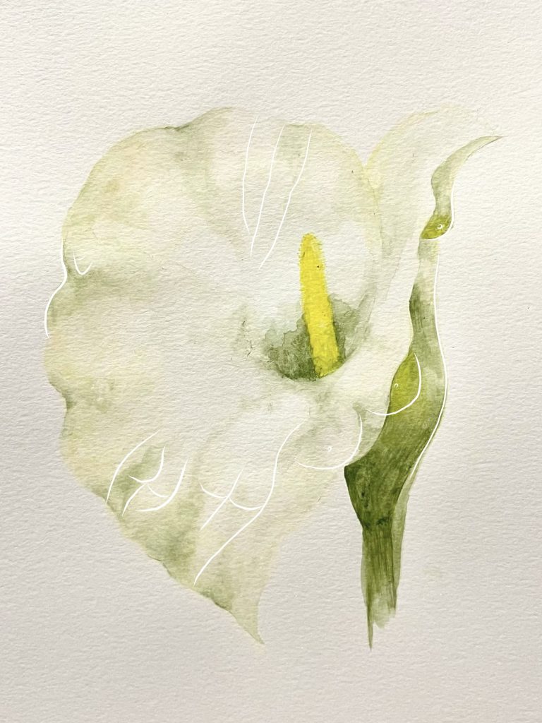 2. Calla Lily, water colour and digital drawing, 2021