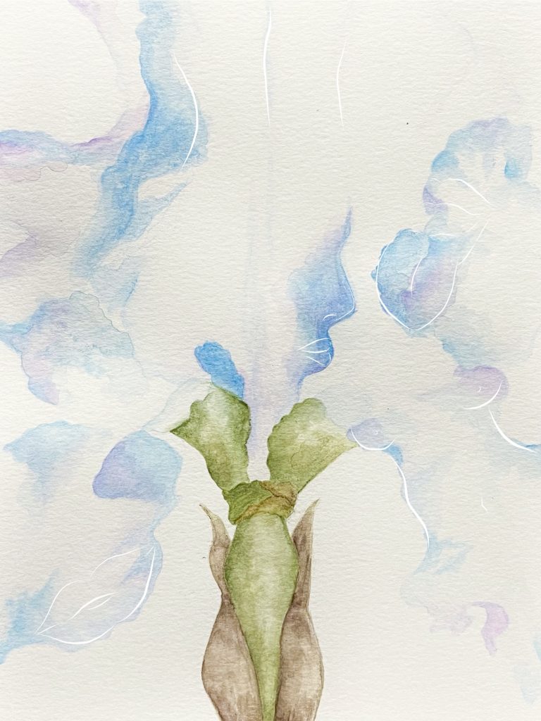 5. Light Iris, water colour and digital drawing, 2021